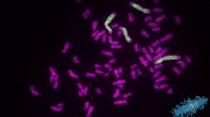Neochromosome (سبز) ها که در بعضی از انواع سلول های سرطانی یافت می شوند می توانند تا بیش از سه برابر کروموزوم های طبیعی (بنفش) باشند.