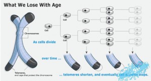 تلومرها برای محافظت از انتهای کروموزوم های سلولی در مقابل آسیب، آنها را کلاهک گذاری می کنند. اما با هر بار تقسیم سلولی این تلومرها کوتاهتر می شوند. 