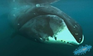 https://bionet.ir، بیونت، bionet، توالی یابی DNA نهنگ قطبی