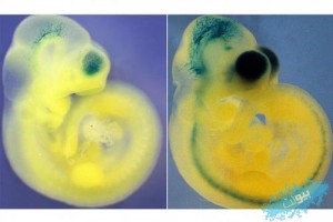 بزرگ‌تر شدن مغز موش به‌وسیله DNA انسان